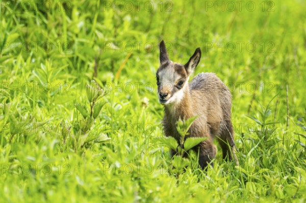 Chamois (Rupicapra rupicapra) youngster (fawn) standing on a meadow, Austria