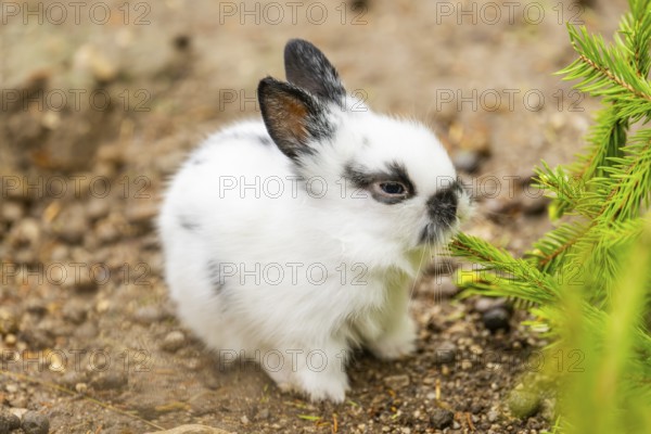 Domesticated rabbit (Oryctolagus cuniculus forma domestica) standing on the ground, Austria