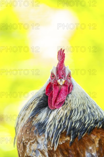 Domestic Chicken (Gallus gallus domesticus), portrait, Bavaria, Germany