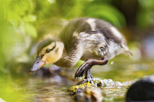 Wild duck (Anas platyrhynchos) chick standing at the schore of a little lake, Bavaria, Germany