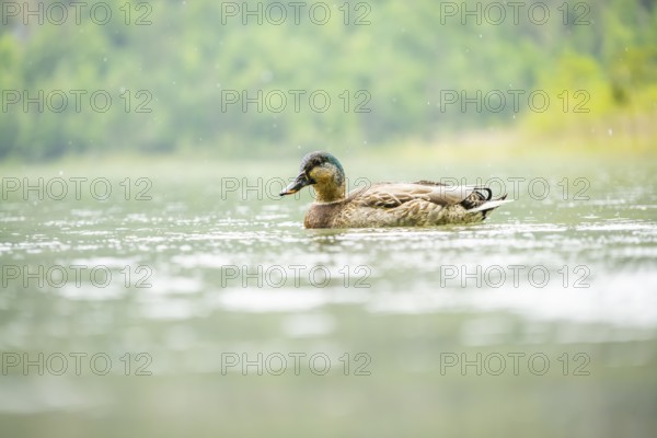 Wild duck (Anas platyrhynchos) male swimming in a lake, Bavaria, Germany