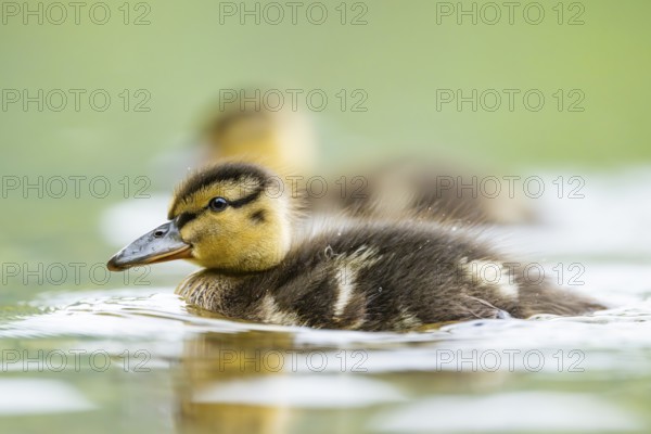 Wild duck (Anas platyrhynchos) chick swimming on a lake, Bavaria, Germany
