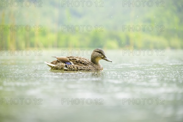 Wild duck (Anas platyrhynchos) female swimming in a lake, Bavaria, Germany