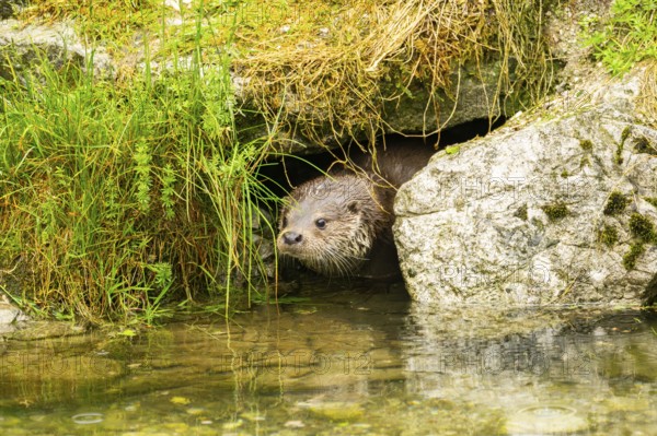 Eurasian otter (Lutra lutra) swimming in a lake, Austria