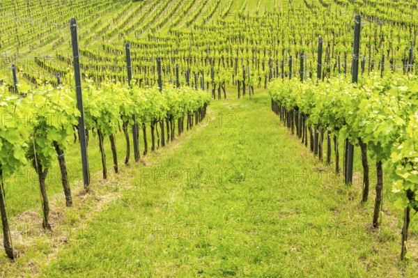 Landscape of the wine yards growing on the hills of southern styria, Austria
