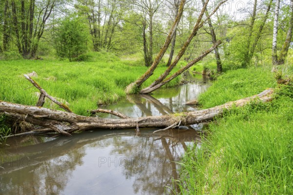 Lanscape of a little stream flowing through the forest in spring on a rainy day, Bavaria, Germany