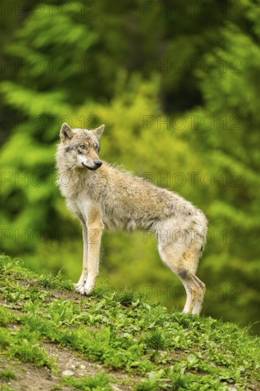 Eurasian wolf (Canis lupus lupus) in a forest, Austria