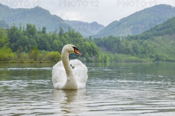 Mute swan (Cygnus olor) swimming on a lake, Austria