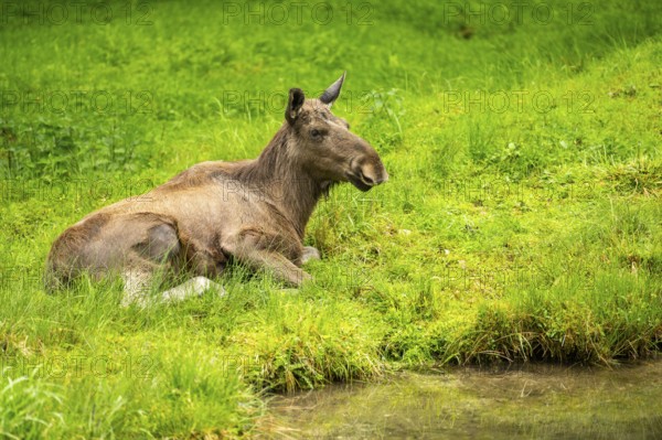 Eurasian elk (Alces alces) lying next to a little lake, Austria