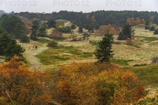 Dune sheep of Ostplate, in the east of the East Frisian island of Spiekeroog, autumn, brown dunes, Lower Saxony, Germany