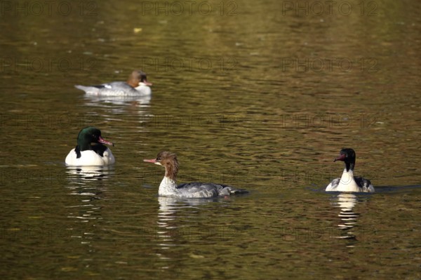 Goose sawers on a lake, autumn, Germany
