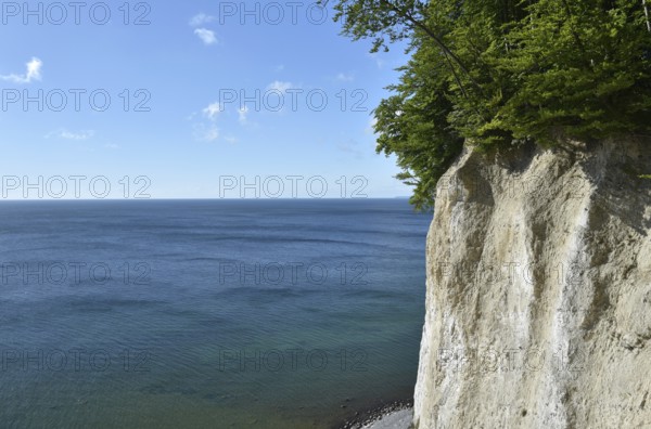 Chalk cliffs, chalk coast on the island of Rügen, Jasmund National Park, Mecklenburg-Western Pomerania, Germany