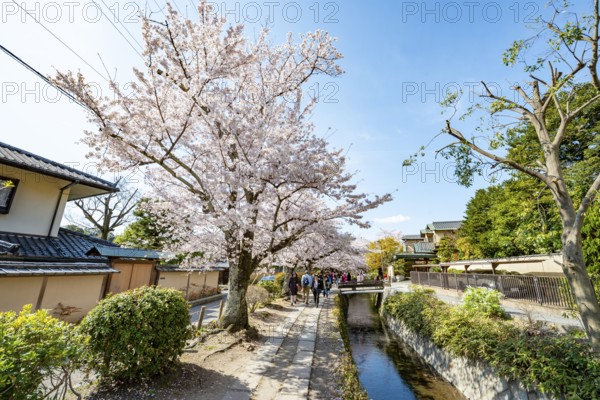 Footpath along a canal, cherry blossoms in spring, Philosopher's Path or Tetsugaku no michi, Kyoto, Japan
