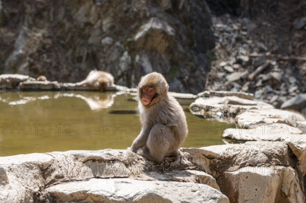 Japanese macaque (Macaca fuscata) sitting on rocks near water, Yamanouchi, Nagano Prefecture, Honshu Island, Japan