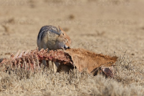 Black-backed jackal (Lupulella mesomelas), adult, feeding on skin and carcass of a common eland (Taurotragus oryx), Kgalagadi Transfrontier Park, Northern Cape, South Africa