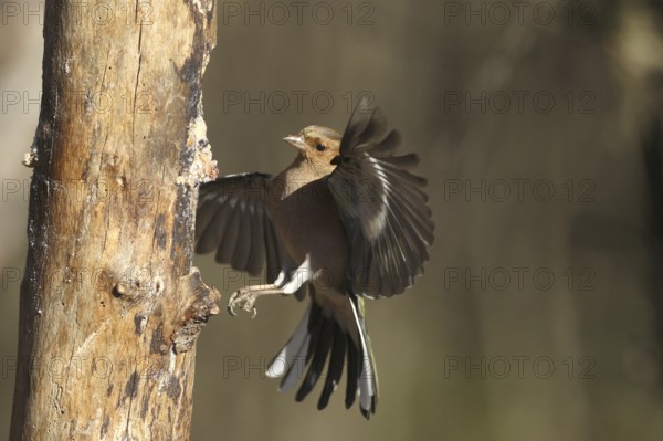 Chaffinch (Fringilla coelebs) male in flight, approach to forage wood, winter feeding, Allgäu, Bavaria, Germany, Allgäu, Bavaria, Germany