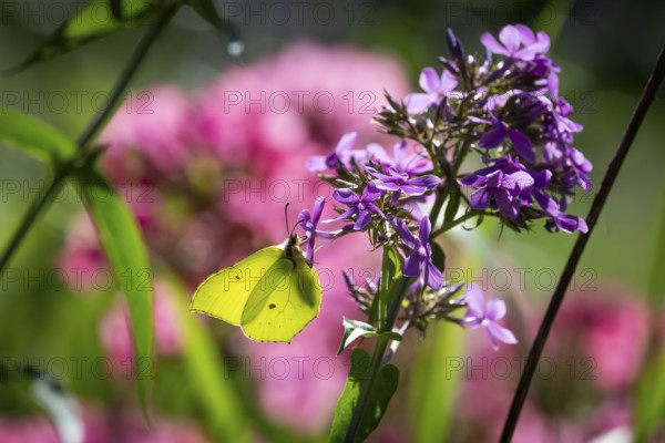 Lemon butterfly (Gonepteryx rhamni) sits on purple flowers of a flame flower or phlox, Finland