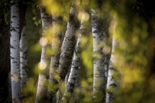 Birch stems through yellow leaves, birch (Betula), forest, Sweden