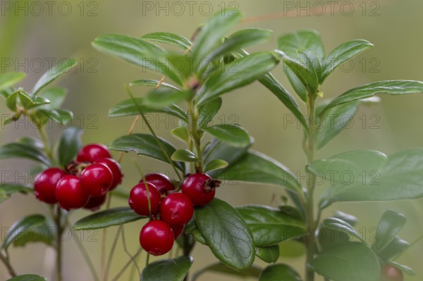 Ripe red shiny cranberries (Vaccinium vitis-idaea), forest, Sweden