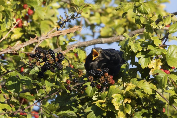 Eurasian blackbird (Turdus merula) adult male bird feeding on a blackberry in a hedgerow in the summer, England, United Kingdom