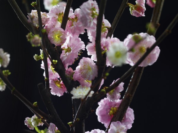 Almond branch with flowers (Prunus triloba) against a black background