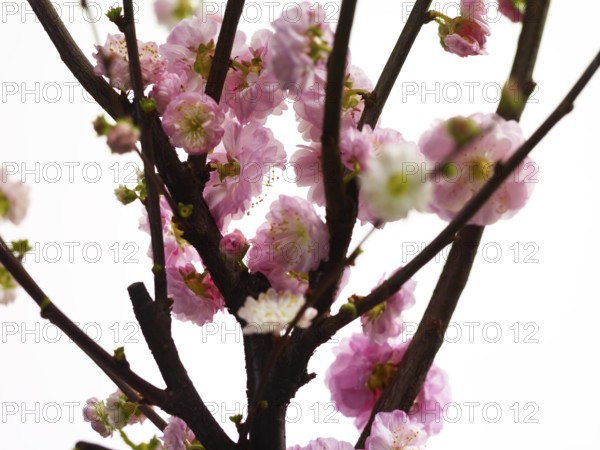 Almond branch with flowers (Prunus triloba) against white background