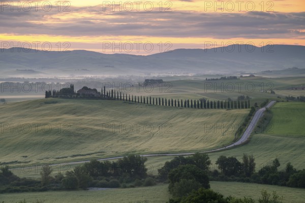 Poggio Covili estate with cypress alley (Cupressus) at sunrise, near San Quirico d'Orcia, Val d'Orcia, Siena Province, Tuscany, Italy