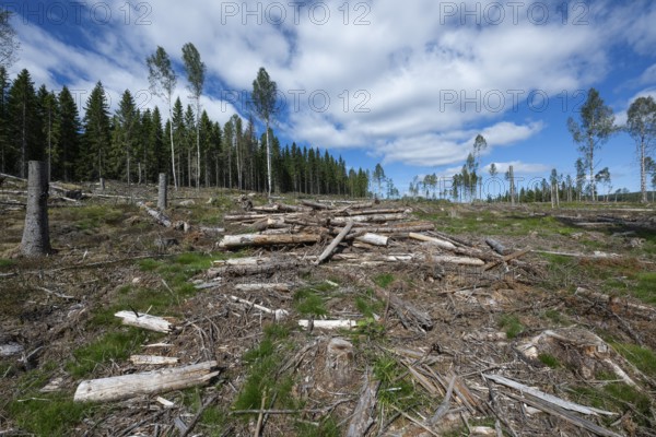 Cleared forest area, forestry, timber trade, near Sunne, Sweden