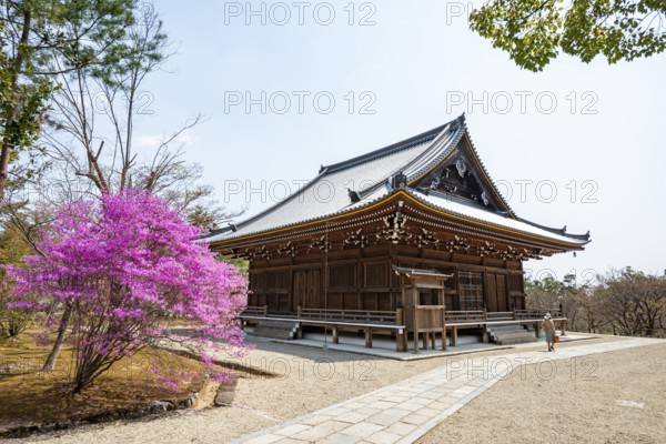 Kannondo of Ninna-ji Temple, purple blooming bush in spring, Buddhist temple complex, Kyoto, Japan