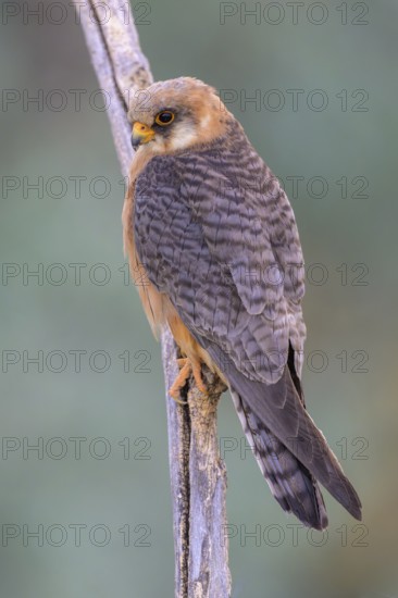 Red-footed falcon (Falco vespertinus), adult female sitting, Kiskunság National Park, Hungary