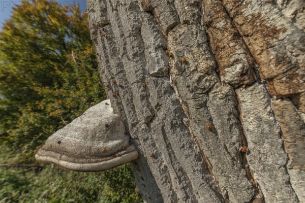 Mushroom grows on the bark of an old tree in a green forest. The sun shines through the leaves and creates a peaceful atmosphere. Invasion of Asian ladybugs. Bas Rhin, Alsace, France