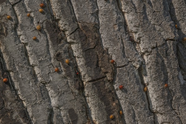 A large number of orange-colored insects are scattered across the rough wood of a tree. Sunlight illuminates their presence in nature. The setting is peaceful. Invasion of Asian bedbugs. Bas Rhin, Alsace, France