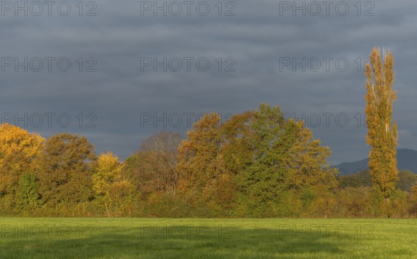 The serene landscape features golden poplars and green trees surrounded by fields. The mild autumn light creates a peaceful and warm atmosphere. Bas rhin, Alsace, Grand Est, France