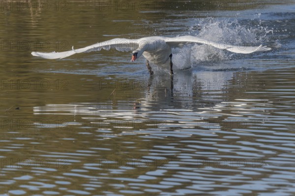 White swan floats away from the water surface and flaps its wings. Splashes create waves on water, reflection visible under swan. Bas rhin, Alsace, Grand Est, France