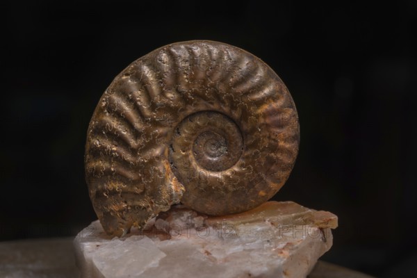 Ammonite fossils can be found on rocks. Details of the spiral reveal millions of years of evolution. Amber reflects bursts of light. Doubs, Frankrijk