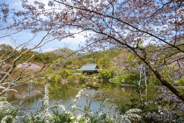 Kyoyochi pond in the Japanese garden, blooming cherry trees, Ryoan-ji, Zen Buddhist temple complex, in spring, Kyoto, Japan