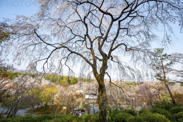 Blooming cherry trees Sogenchi Teien Japanese Garden, Tenryu-ji, Zen Buddhist temple complex, Sagatenryuji Susukinobabacho, Kyoto, Japan