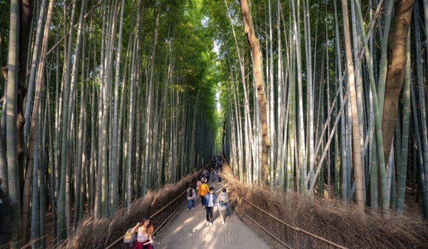 Visitors on their way through bamboo forest, towering bamboo trunks in Arashiyama bamboo forest, Kyoto, Japan