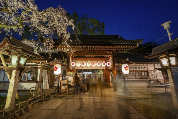 Illuminated Hirano shrine with cherry blossoms at night, blue hour, Hanami, Kyoto, Japan