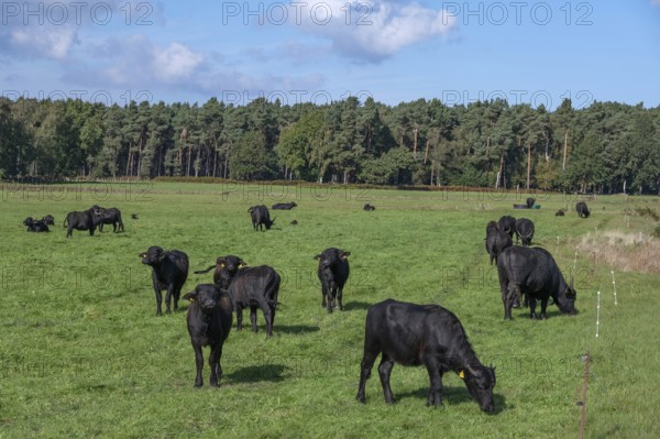 Young water buffaloes (Bubalus arnee) in the willow, Darß, Mecklenburg-Western Pomerania, Germany