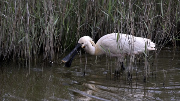 Spoonbill (Platalea leucorodia) looking for food in shallow water with drops of water in its open beak. Texel, North Holland, Netherlands