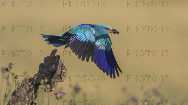Blue racke (Coracias garrulus), starting from sitting room in a flower meadow with insect in its beak, Kiskunság National Park, Hungary