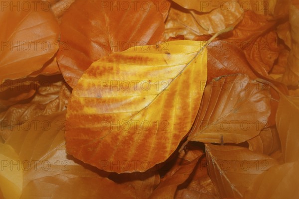 Beech (Fagus) leaves, close-up, alienation, in autumn, North Rhine-Westphalia, Germany