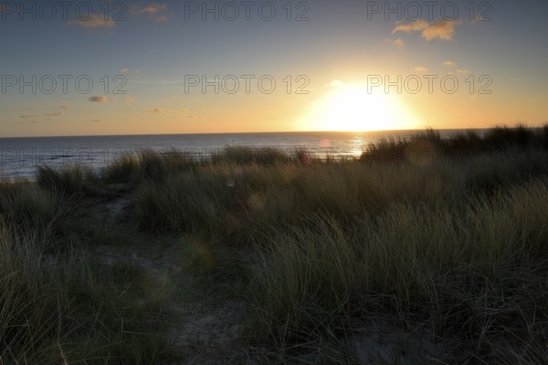 Dune landscape with beach grass on the North Sea, Texel, North Holland, Netherlands