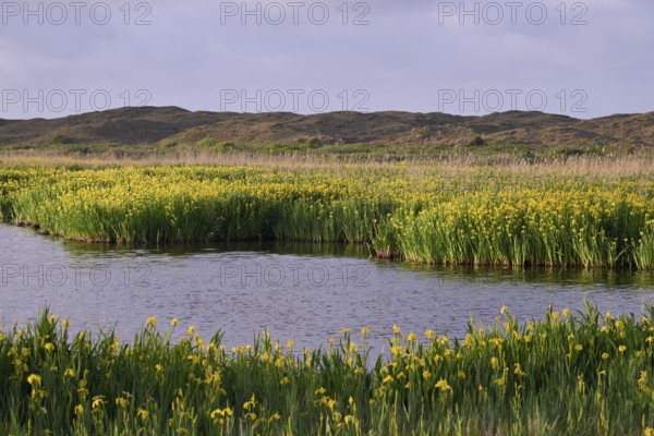 Blooming marsh iris (Iris peudacorus) in the wetland in dune landscape, Texel, North Holland, the Netherlands
