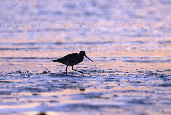 Pod-tailed woodcock (Limosa lapponica) in backlight on the beach, Texel, North Holland, the Netherlands