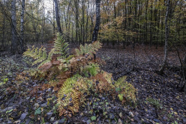Royal fern (Osmunda regalis) in autumn leaves, Emsland, Lower Saxony, Germany