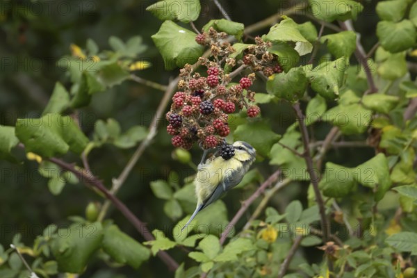 Blue tit (Cyanistes caeruleus) adult bird in a hedgerow feeding on blackberries in summer, England, United Kingdom