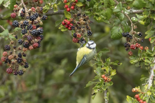 Blue tit (Cyanistes caeruleus) adult bird in a hedgerow on blackberries in summer, England, United Kingdom