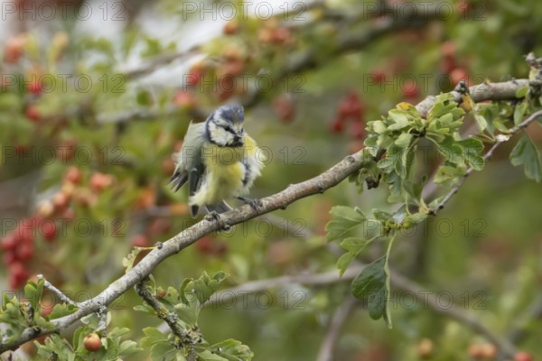 Blue tit (Cyanistes caeruleus) adult bird in a Hawthorn hedgerow with red berries in summer, England, United Kingdom